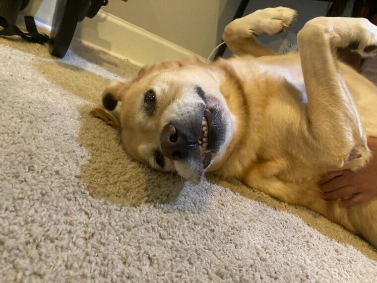 Using Food as a Reward Constantly