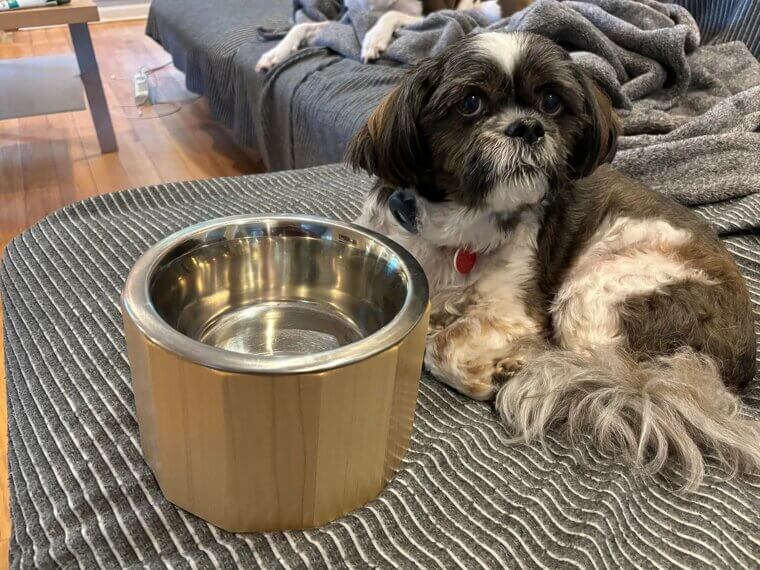 Not Cleaning Food and Water Bowls