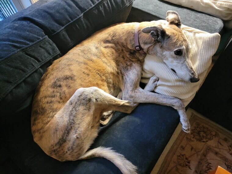 Not Exercising Your Dog Enough