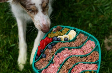 What Pet Owners Often Get Wrong About Their Dogs’ Diets