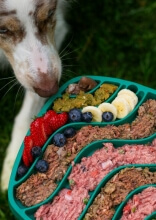 What Pet Owners Often Get Wrong About Their Dogs’ Diets