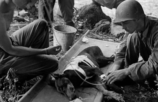 A Military Dog Injured In Guam