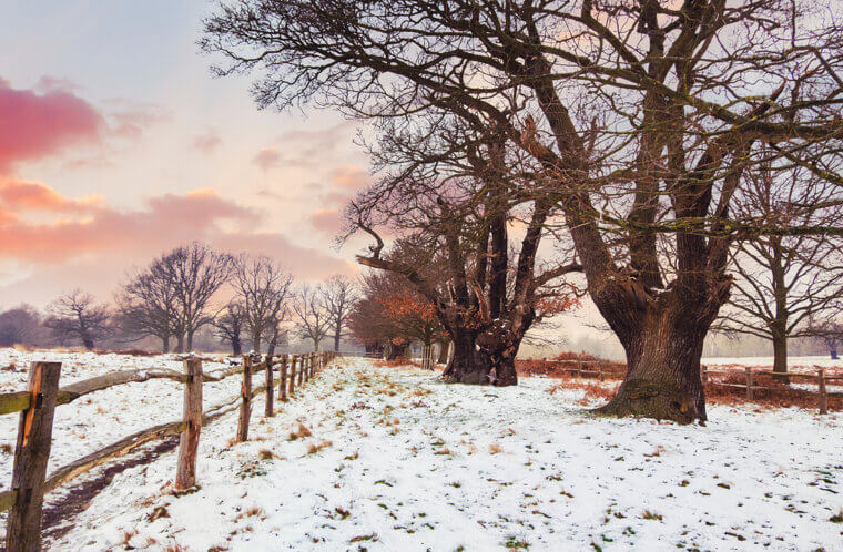 Richmond Park - UK