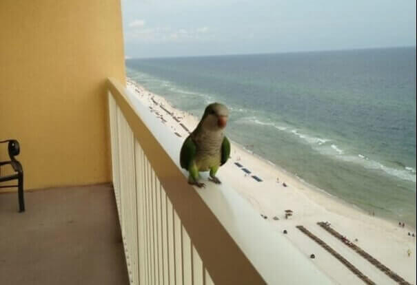He Comes For The Bread And Stays For The Company