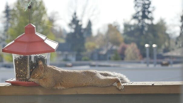 He Ate Himself To Sleep