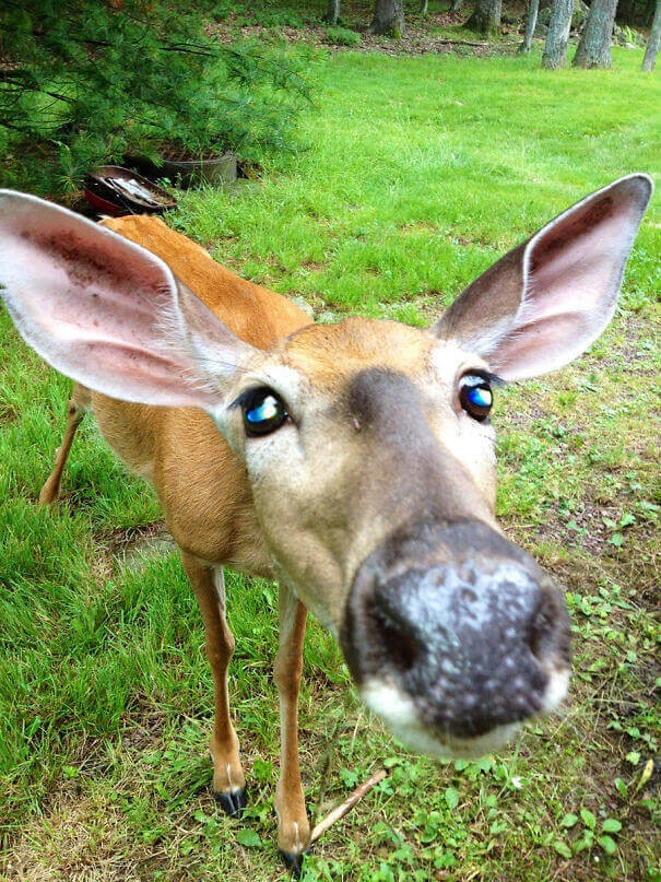 He Came For A Sniff