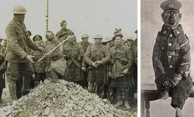 Meet Corporal Jackie, a World War I South African Army Baboon
