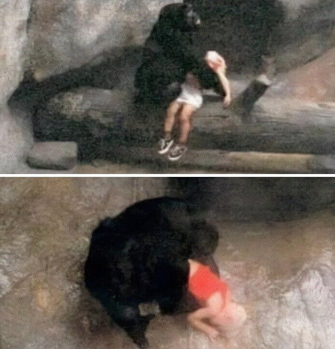 This Boy Fell Into a Zoo Enclosure and the Gorilla Took Care of Him