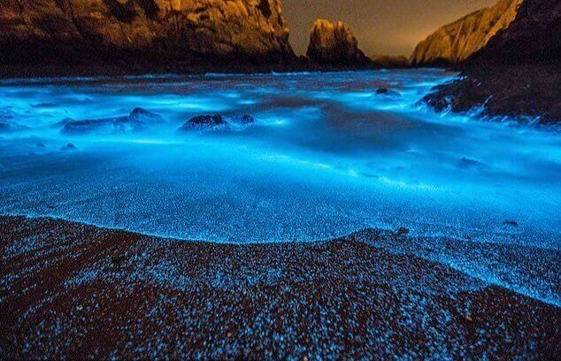 Blue Glowing Plankton