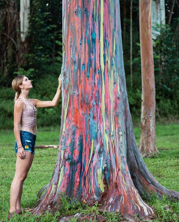 Rainbow Eucalyptus