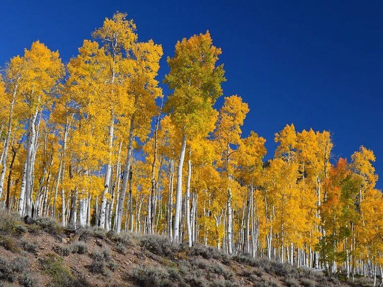 Clonal Tree Groves, Utah
