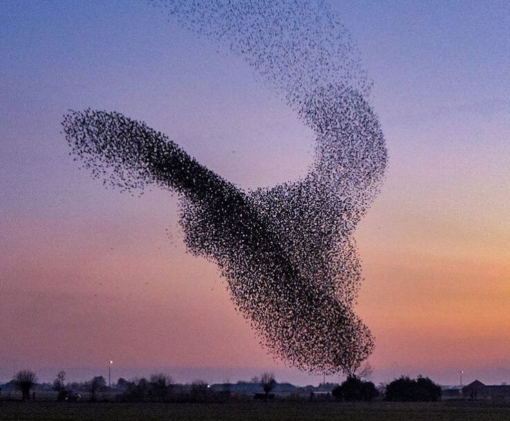 A Starling Murmuration