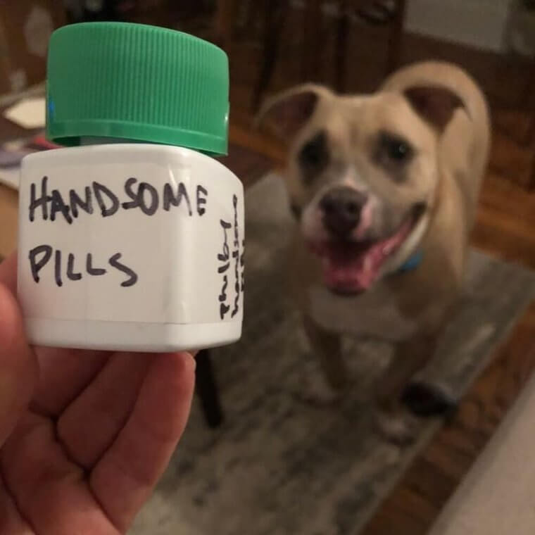 Who's A Handsome Dog?