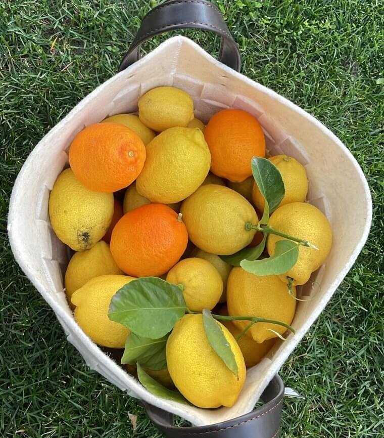Zitrusfrüchte in der Mikrowelle für mehr Saft
