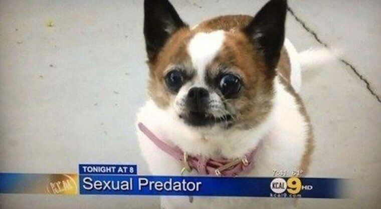 Beware Of Predator Chihuahuas According To The News