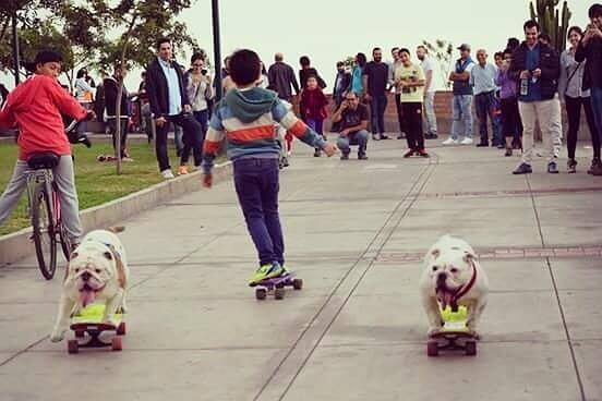 The Longest Human Tunnel Traveled Through by a Skateboarding Dog