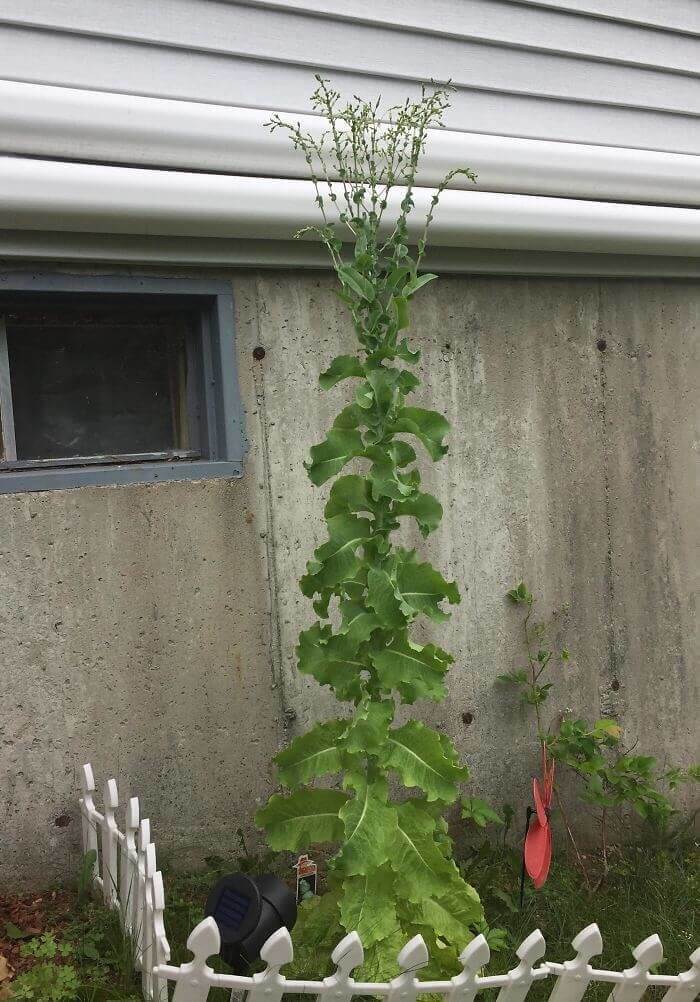 When You Don't Pick A Head Of Lettuce