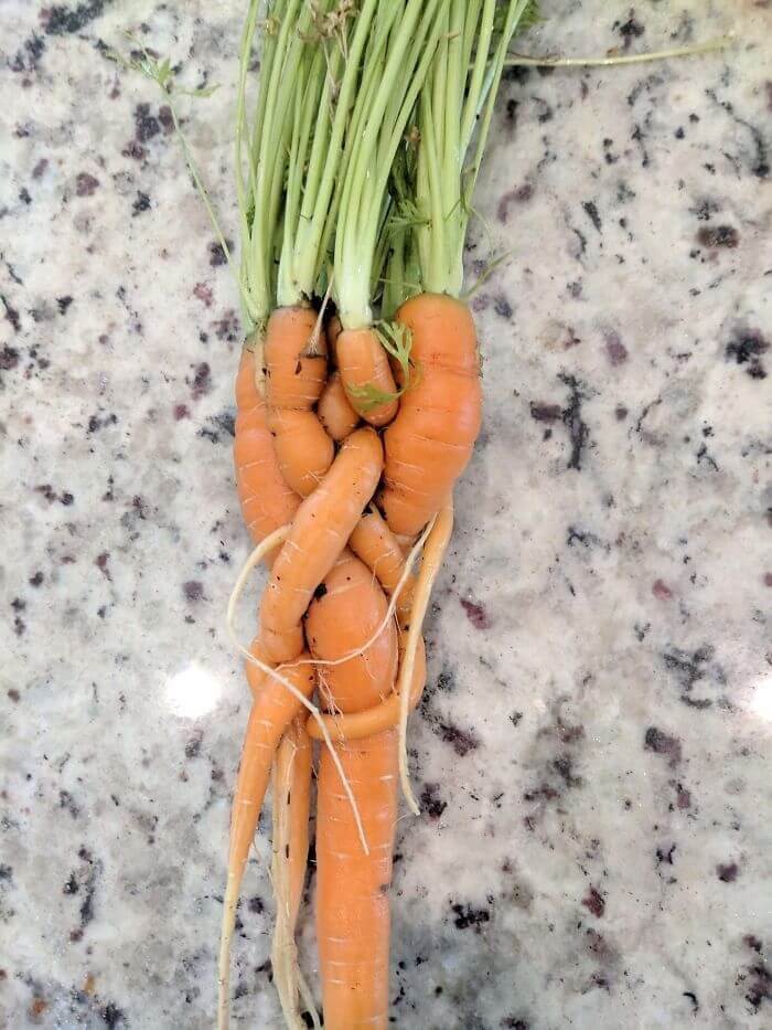 When You Fail To Thin Out Your Carrots