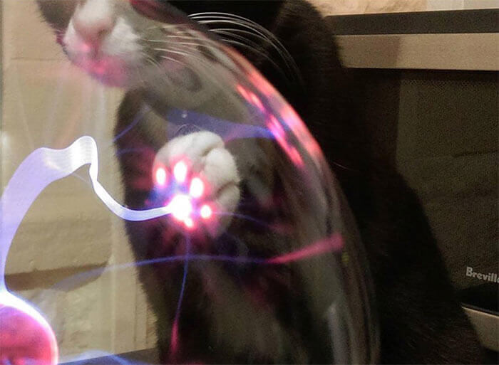 This Cat Possess The Power Of The Plasma Ball