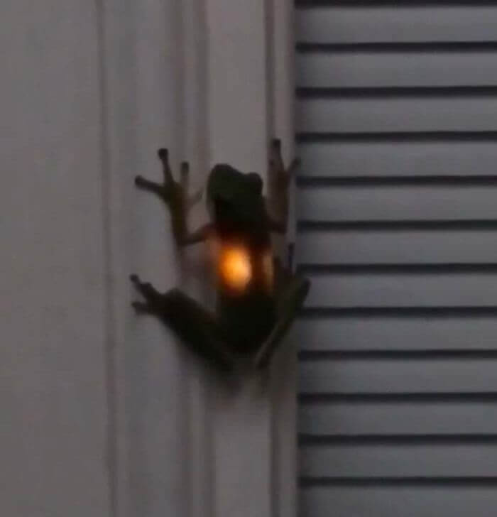 What Happens When A Frog Eats A Firefly