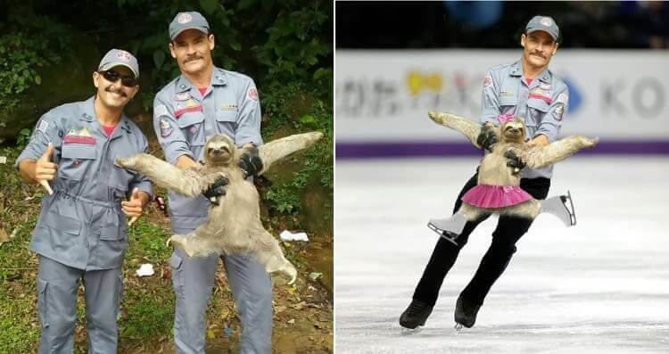 Descripción: The Ice Skater Sloth