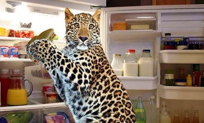 The Funniest Transformed Pictures By Photoshop Masters