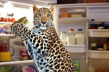 The Funniest Transformed Pictures By Photoshop Masters