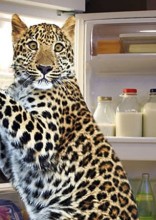 The Funniest Transformed Pictures By Photoshop Masters