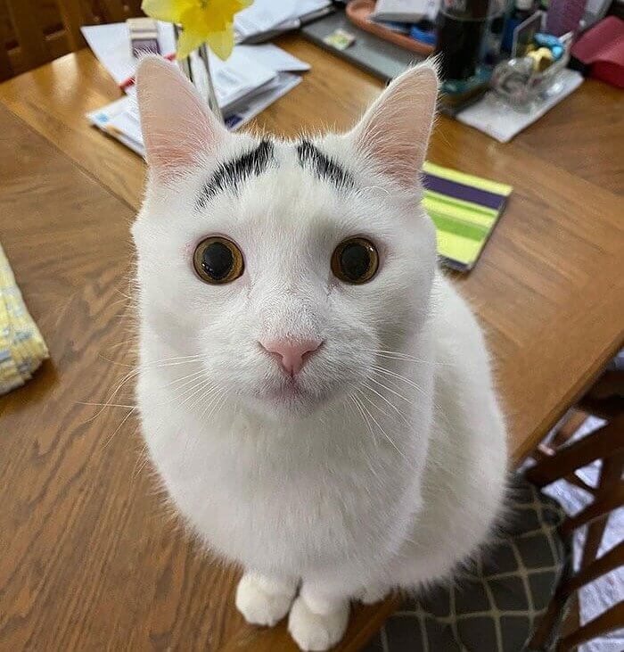 A Kitten With Eyebrows