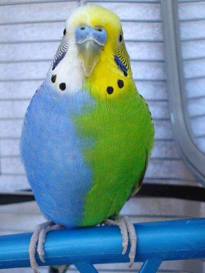 A Two-Tone Budgie