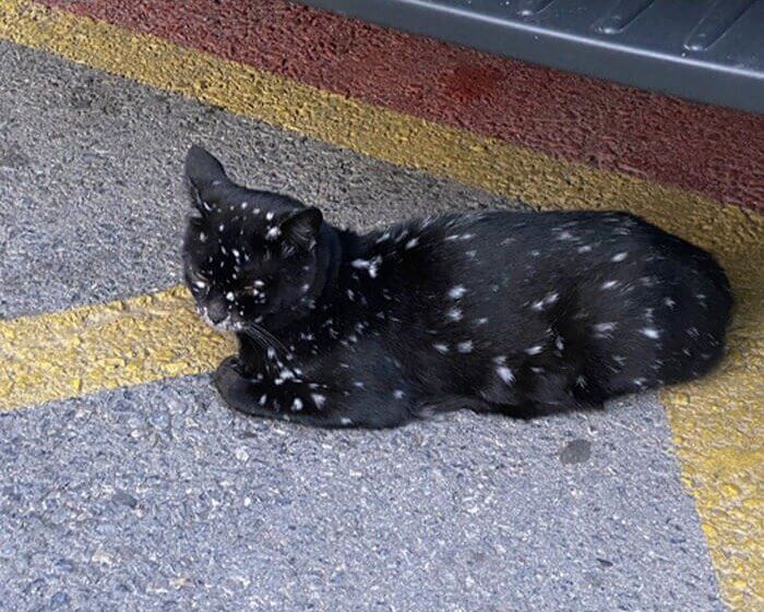 A Black Cat With Vitiligo
