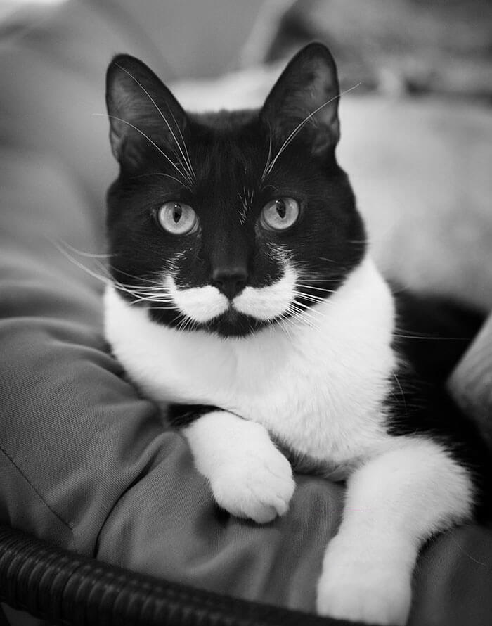 A Feline With A Mustache