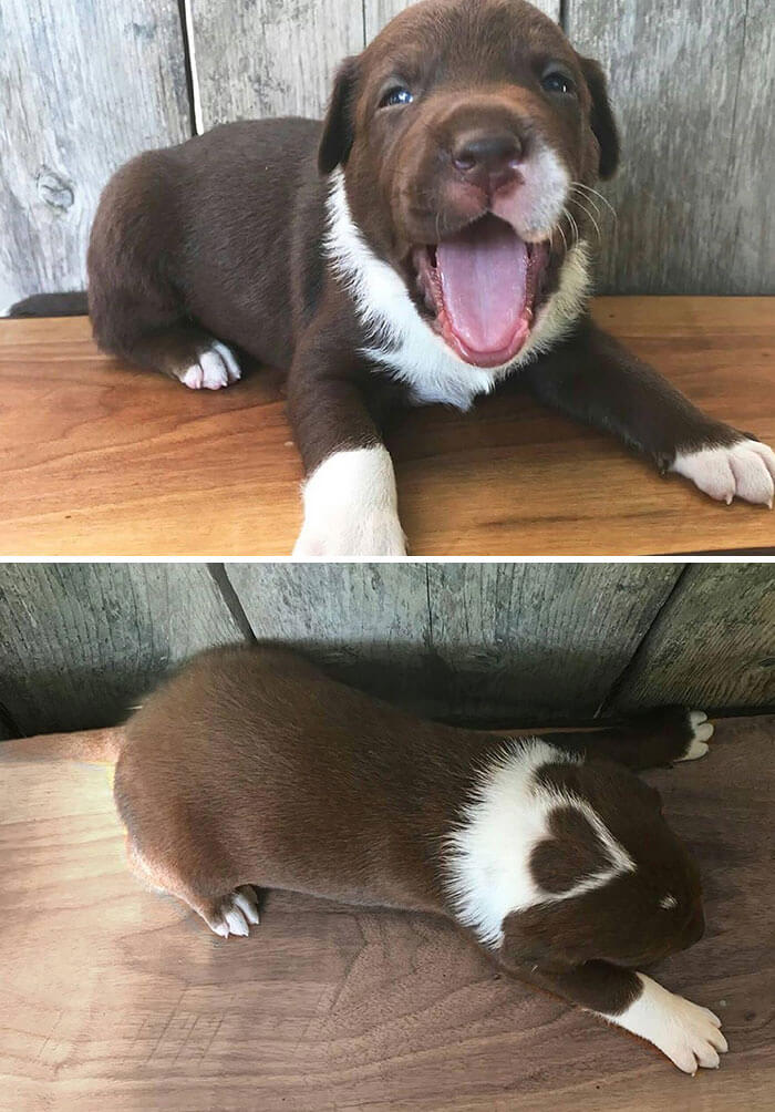 A Puppy With A Heart On Its Head