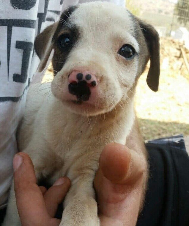 A Puppy With A Paw On Its Nose