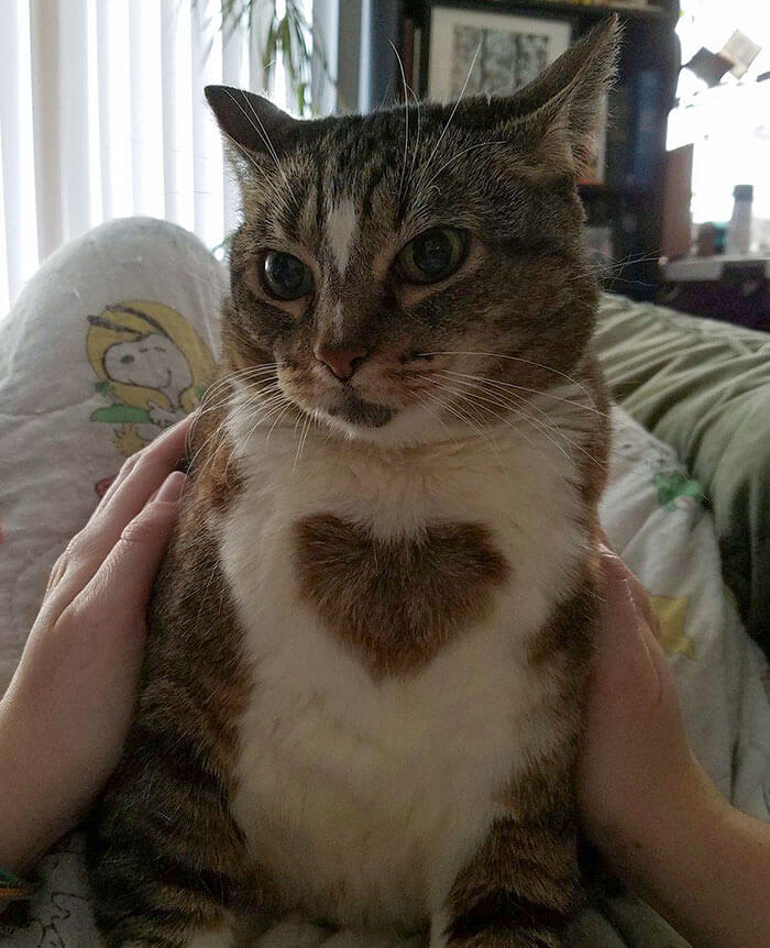 An Annoyed Cat With A Large Heart