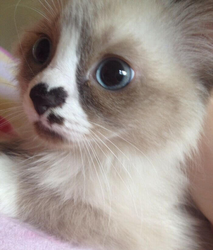 A Kitten With A Heart On Its Nose