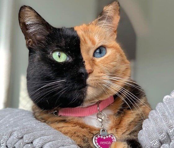 A Two-Faced Feline