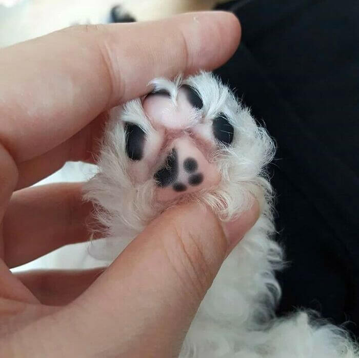 A Paw With A Smaller Paw