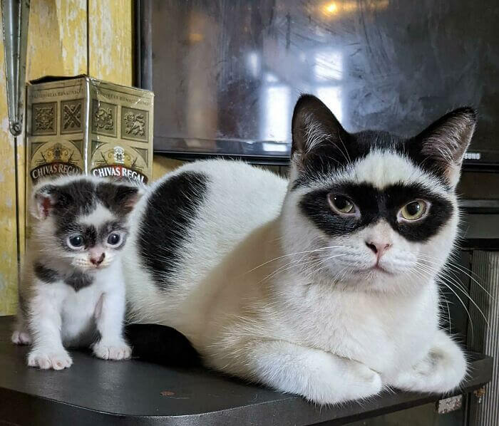 Two Masked Cats