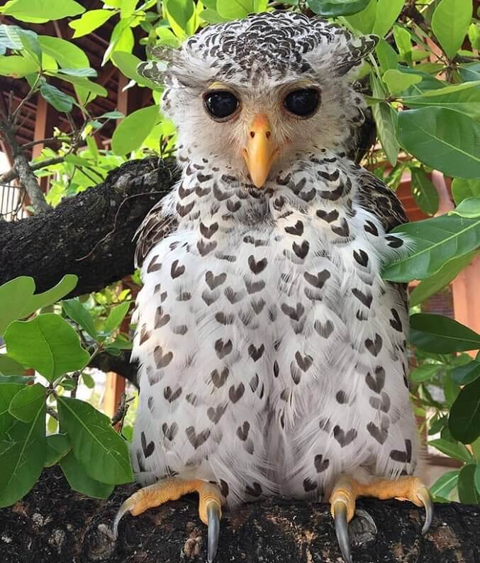 A Spot-Bellied Eagle Owl