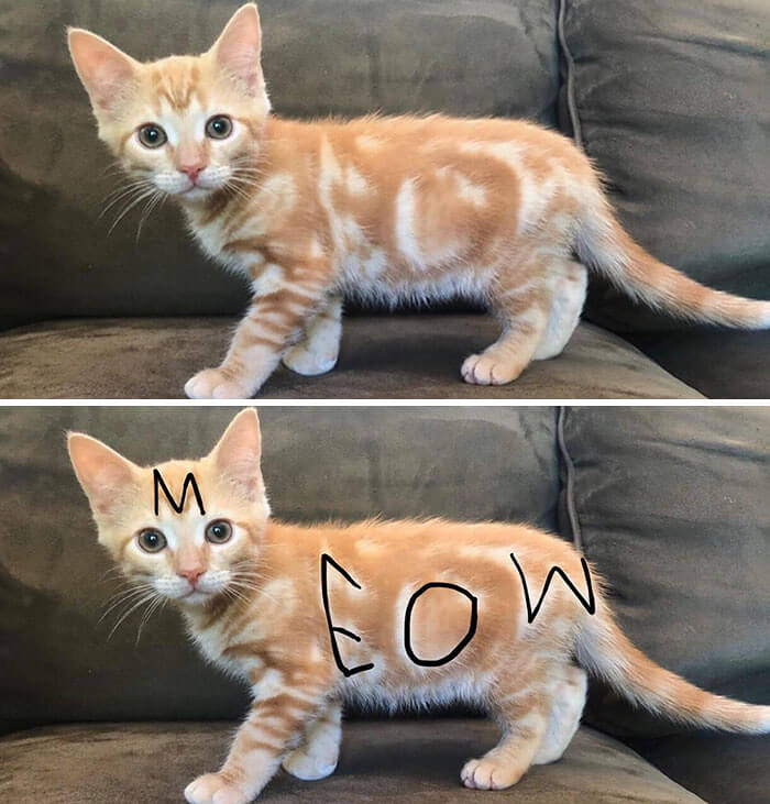A Cat With A 'Meow'