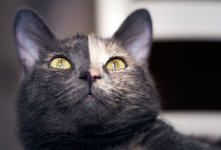 Niedliche Tiere mit einzigartigem Fellmuster