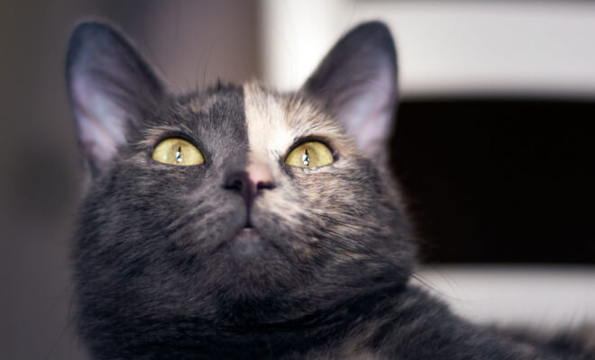 Animais fofos com padrões peculiares em suas pelagens