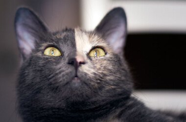 Aranyos állatok egyedi szőrmemintákkal