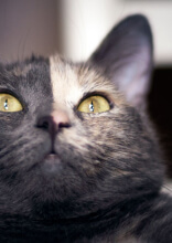 Niedliche Tiere mit einzigartigem Fellmuster