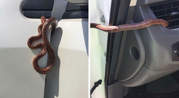 Snake On A Car