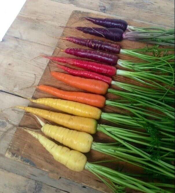 Somewhere Over the Carrot Rainbow
