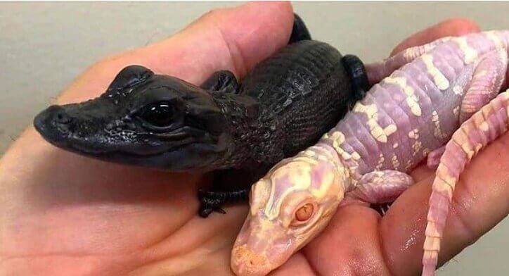 Os extremos opostos do espectro do jacaré