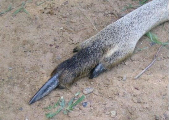 O canguru está mostrando o dedo do meio