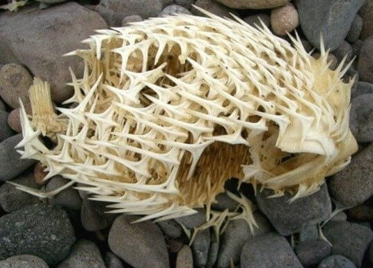 O esqueleto de um baiacu